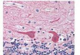 Immunohistochemistry-Paraffin: Epimorphin/Syntaxin 2 Antibody [NBP1-19338] - Analysis of human brain, cerebellum tissue stained with Syntaxin 2, pAb at 10 ug/ml.