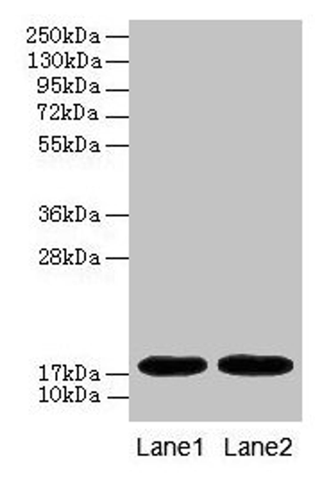 Western blot. All lanes: MB antibody at 2µg/ml. Lane 1: Rat heart tissue. Lane 2: Mouse heart tissue. Secondary. Goat polyclonal to rabbit IgG at 1/10000 dilution. Predicted band size: 18 kDa. Observed band size: 18 kDa
