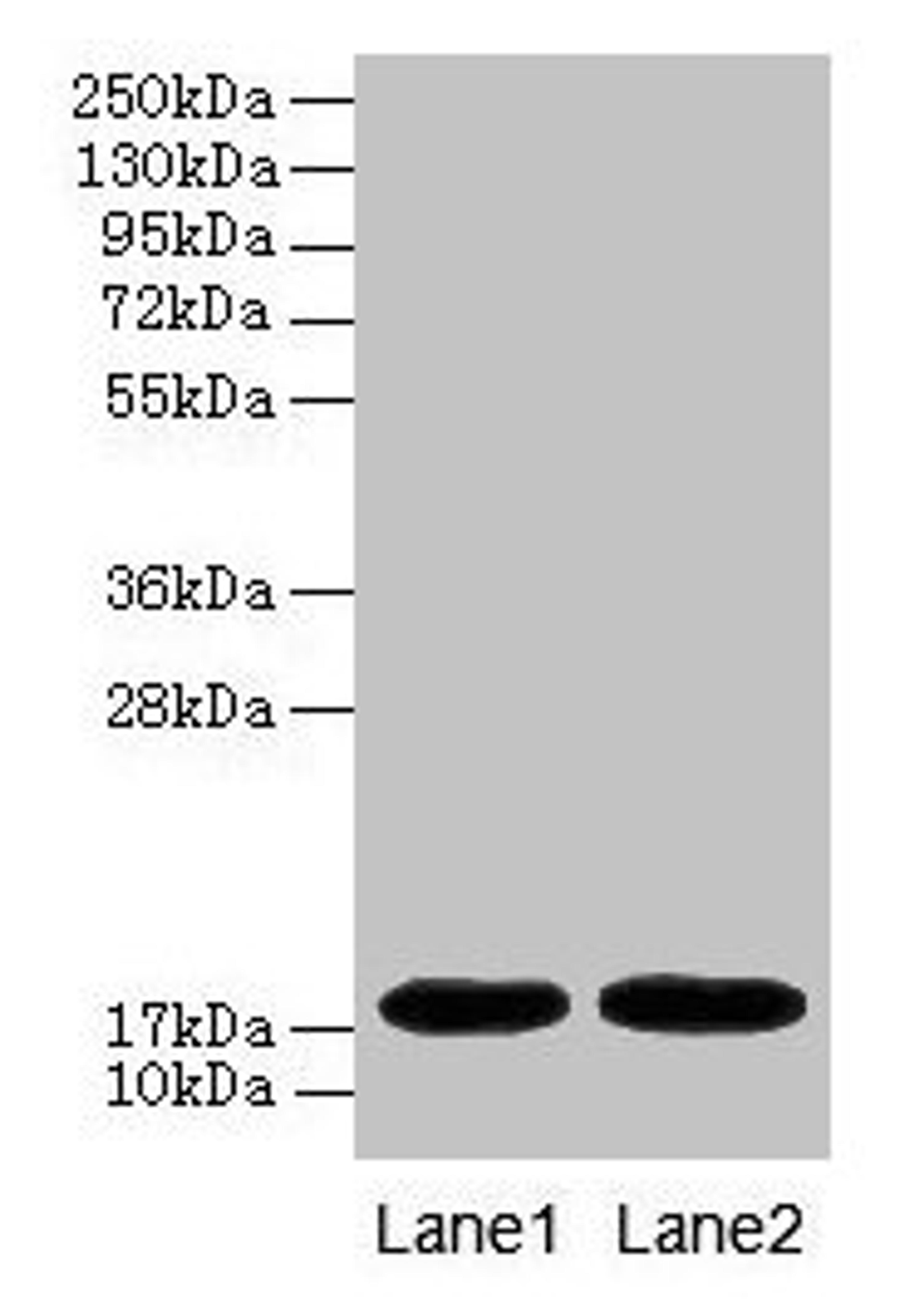 Western blot. All lanes: MB antibody at 2µg/ml. Lane 1: Rat heart tissue. Lane 2: Mouse heart tissue. Secondary. Goat polyclonal to rabbit IgG at 1/10000 dilution. Predicted band size: 18 kDa. Observed band size: 18 kDa