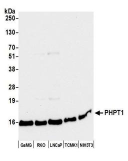 Detection of human PHPT1 by WB.