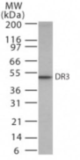 Western Blot: DR3 Antibody [NB100-56380] - analysis of DR3 using DR3 polyclonal antibody. HeLa cell lysate probed using DR3 antibody 0.5 ug/ml.