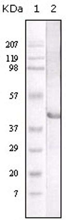 Western blot analysis using LAL monoclonal antibody against truncated LAL recombinant protein.