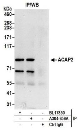 Detection of human ACAP2 by western blot of immunoprecipitates.