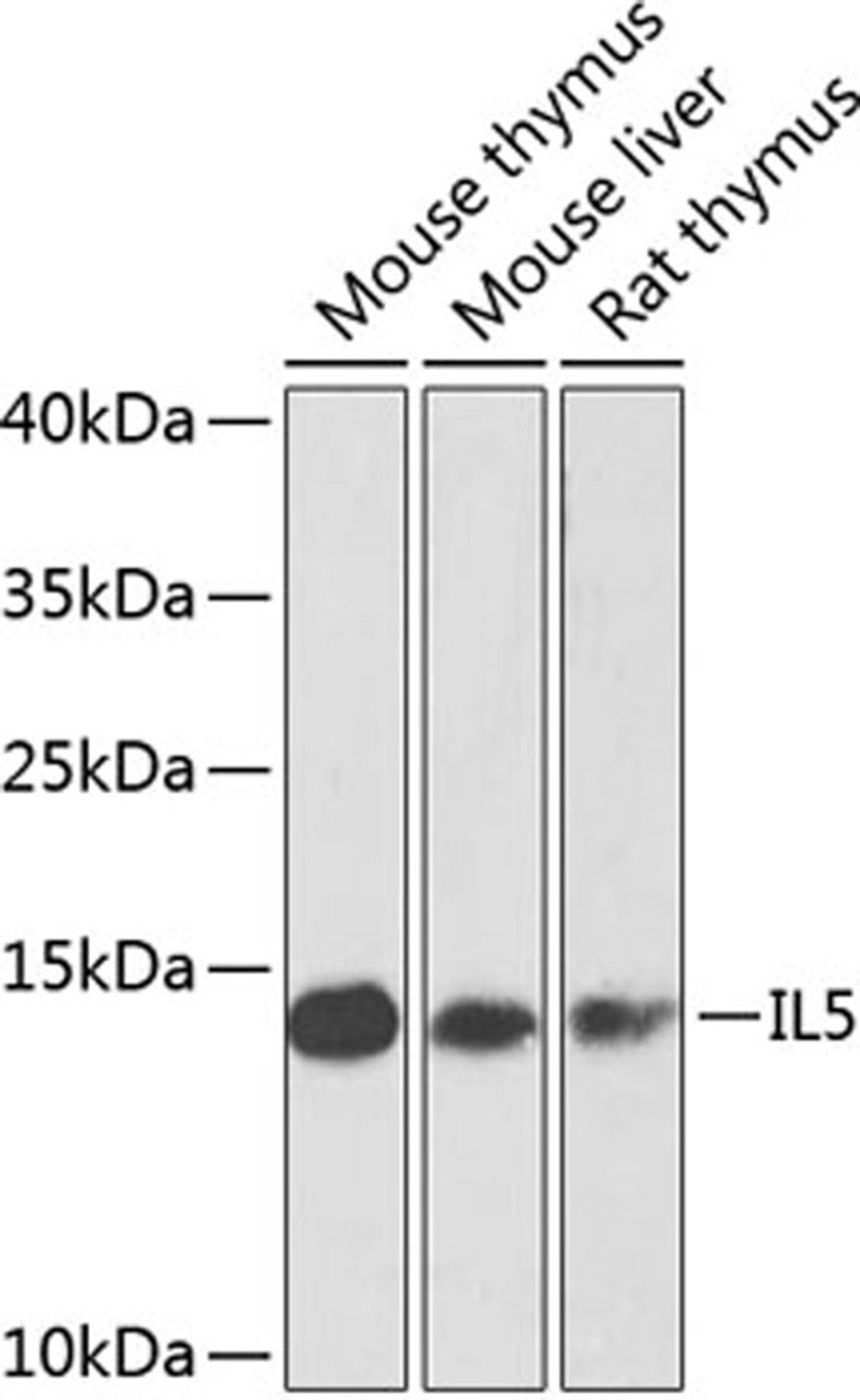 Western blot - IL5 antibody (A7690)