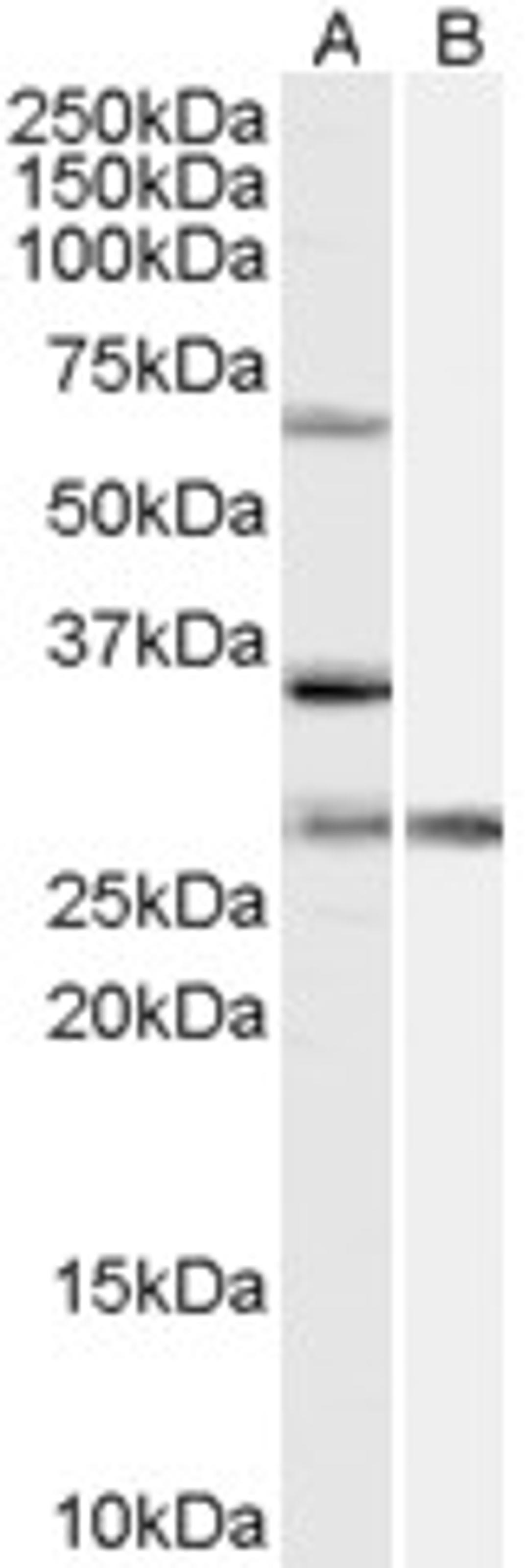 46-230 (1ug/ml) staining of HeLa cell lysate (35ug protein in RIPA buffer) with (B) and without (A) blocking with the immunising peptide. Primary incubation was 1 hour. Detected by chemiluminescence.