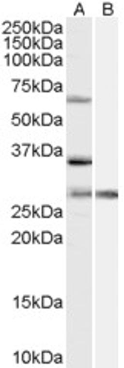 46-230 (1ug/ml) staining of HeLa cell lysate (35ug protein in RIPA buffer) with (B) and without (A) blocking with the immunising peptide. Primary incubation was 1 hour. Detected by chemiluminescence.