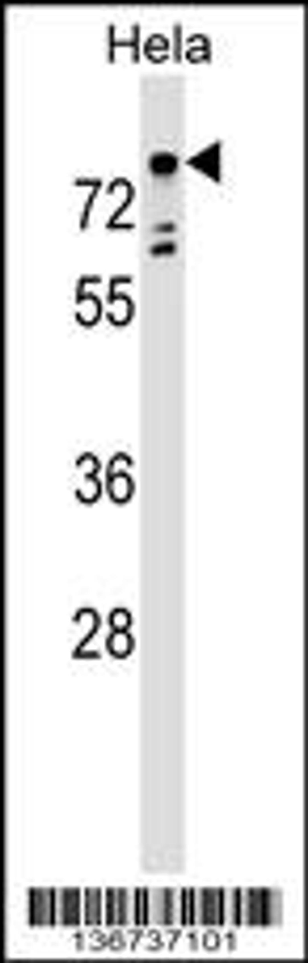 Western blot analysis in Hela cell line lysates (35ug/lane).