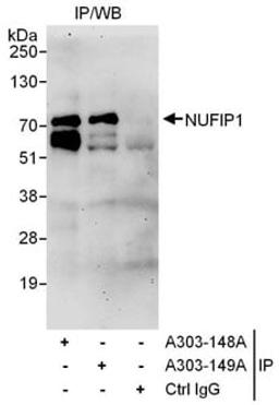 Detection of human NUFIP1 by western blot of immunoprecipitates.