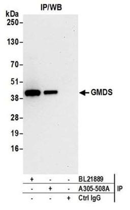 Detection of human GMDS by western blot of immunoprecipitates.