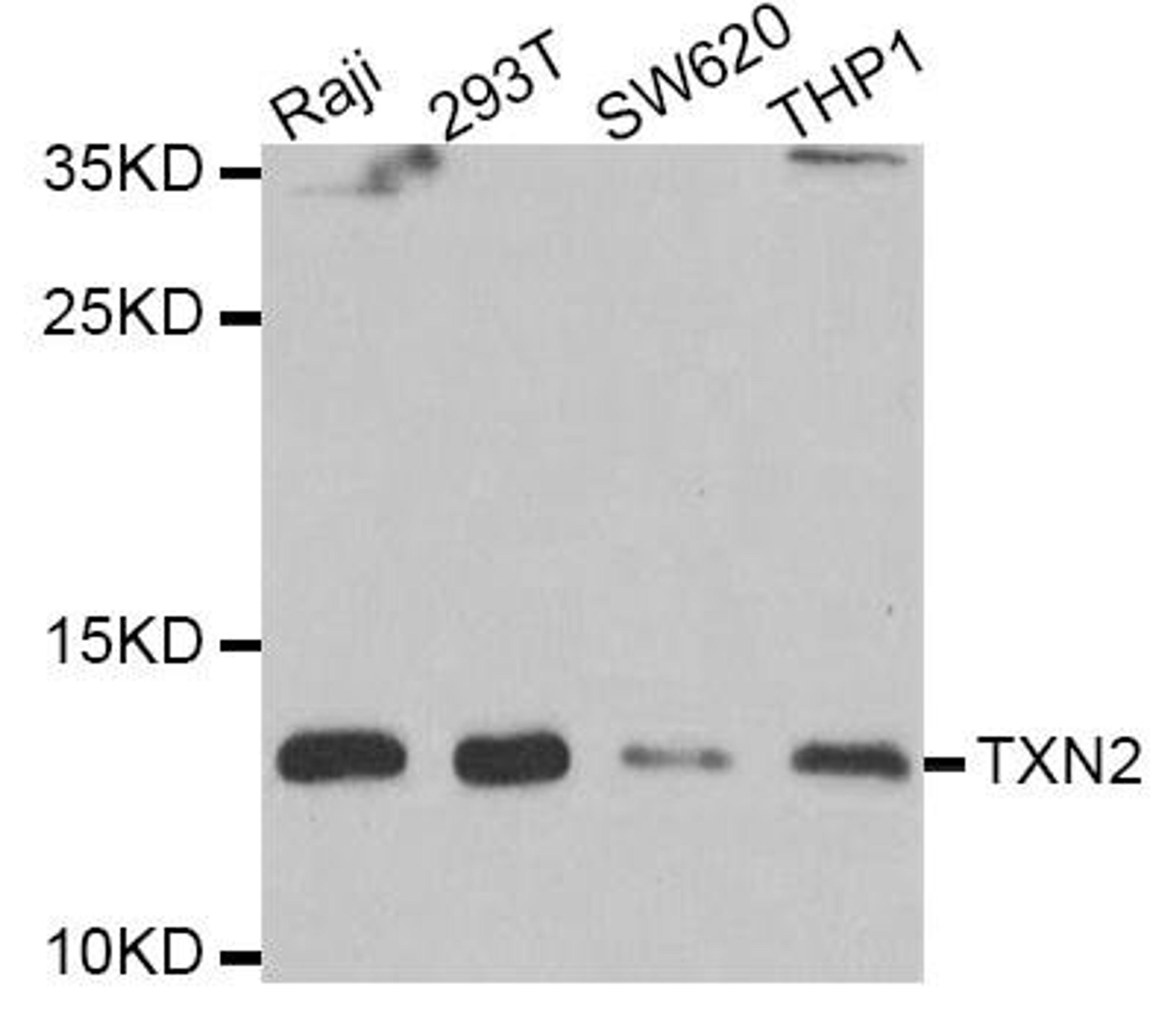 Western blot analysis of extracts of various cell lines using TXN2 antibody