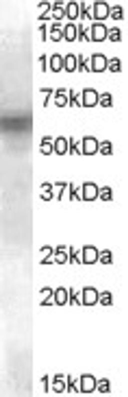 45-850 (0.1ug/ml) staining of U937 lysate (35ug protein in RIPA buffer). Primary incubation was 1 hour. Detected by chemiluminescence.