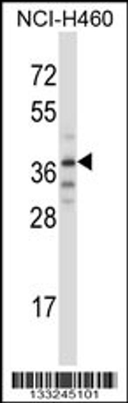 Western blot analysis in NCI-H460 cell line lysates (35ug/lane).