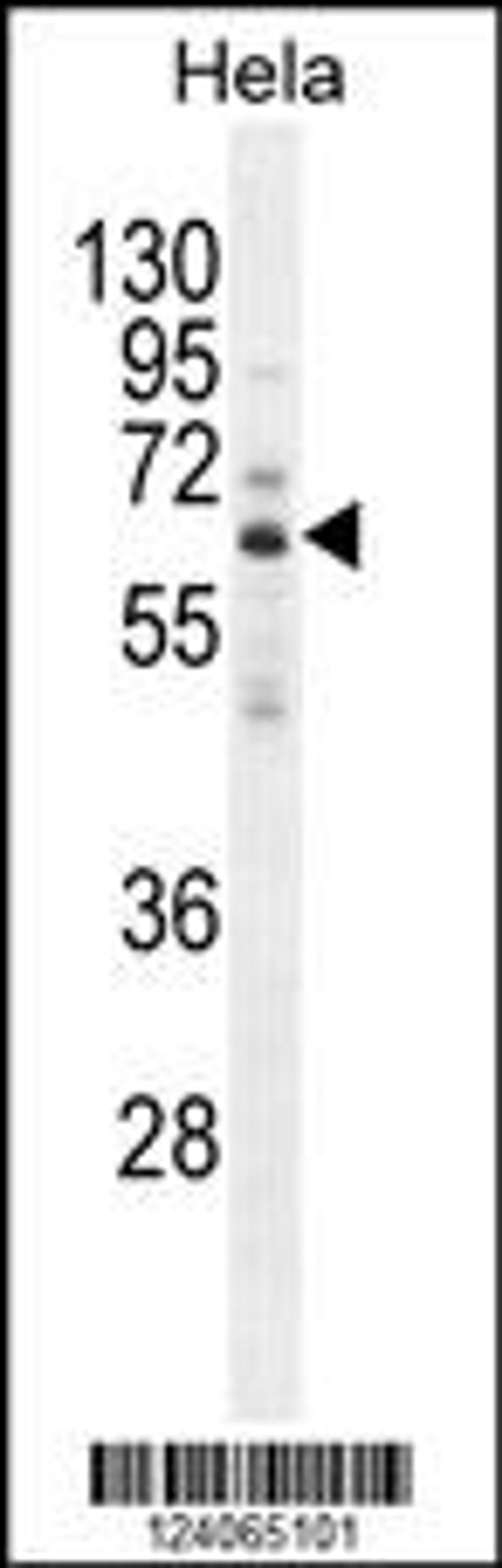 Western blot analysis in Hela cell line lysates (35ug/lane).