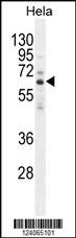 Western blot analysis in Hela cell line lysates (35ug/lane).