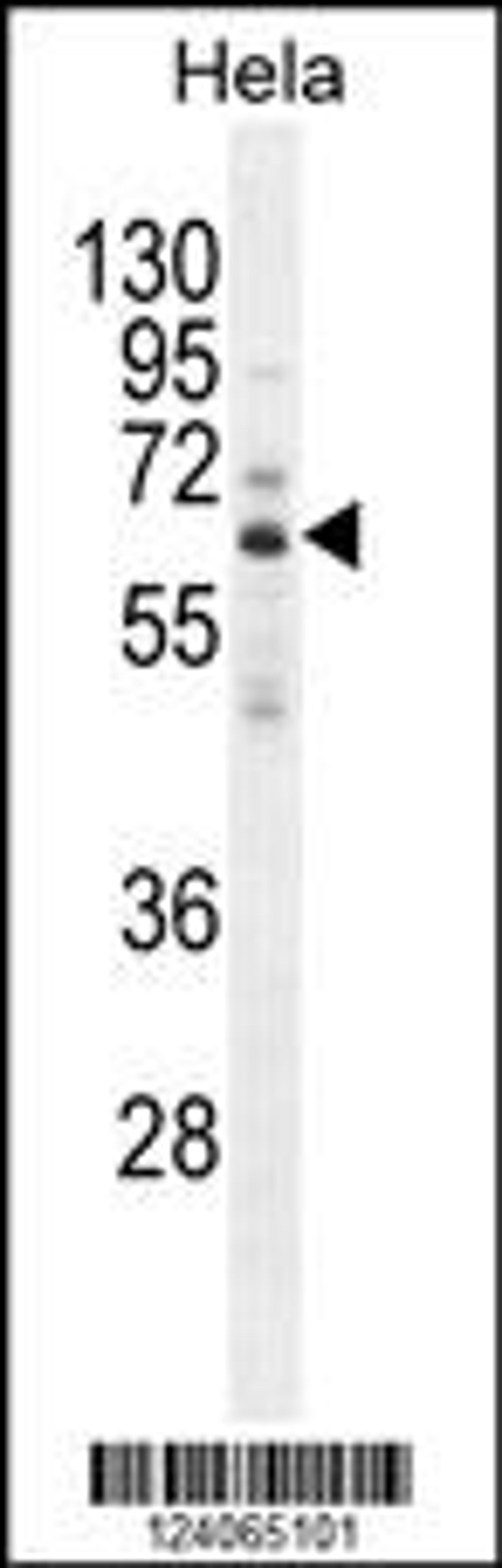 Western blot analysis in Hela cell line lysates (35ug/lane).