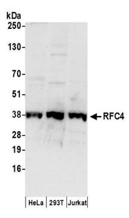 Detection of human RFC4 by western blot.