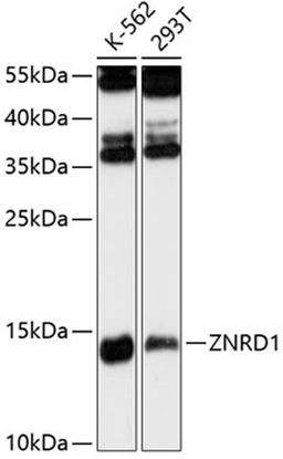 Western blot - ZNRD1 antibody (A13088)