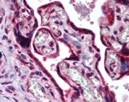 Immunohistochemistry staining of MAF in placenta (formalin-fixed paraffin embedded) tissue using MAF Antibody.