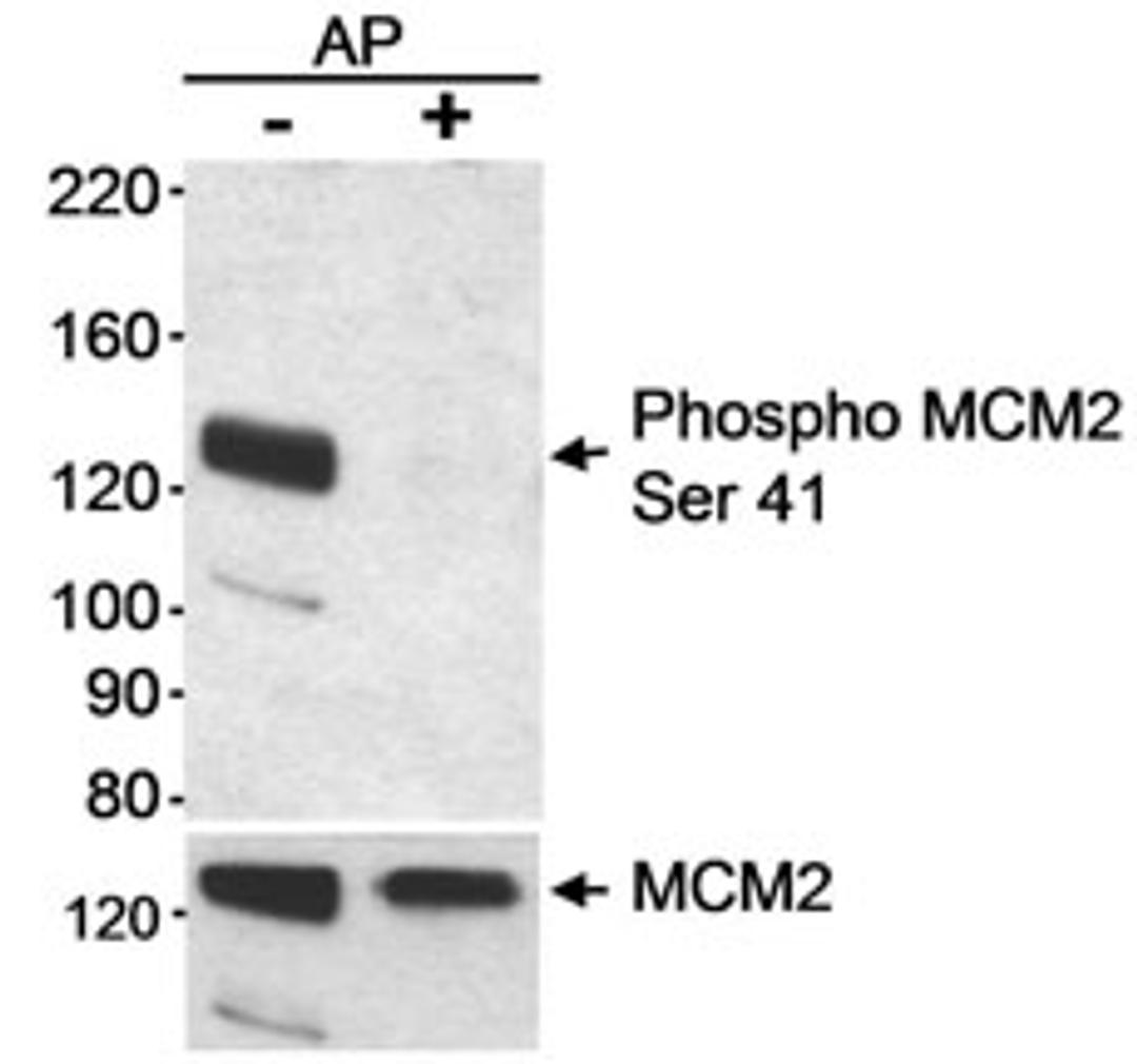 Detection of human Phospho MCM2 (Ser41) by western blot.