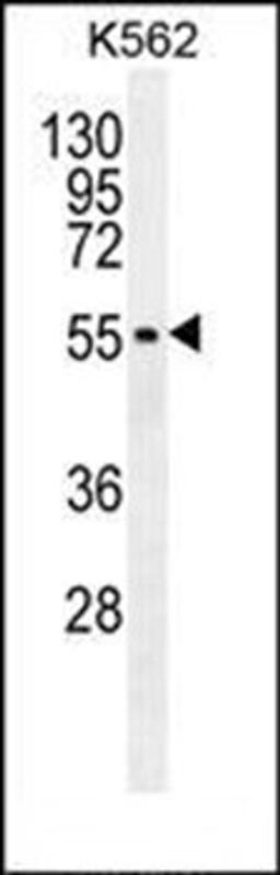 Western blot analysis of K562 cell line lysates (35ug/lane) using MITF antibody