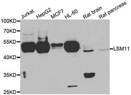 Western blot analysis of extracts of various cell lines using LSM11 antibody