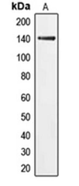 Western blot analysis of HeLa (Lane 1) whole cell lysates using EIF2AK3 antibody