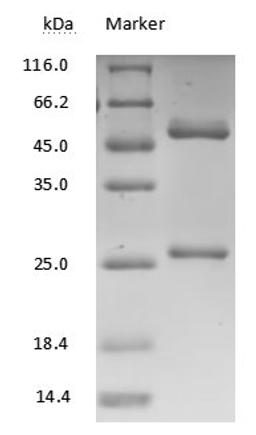 MMAE&MMAF antibody on SDS-PAGE under reducing (R) condition. The purity of the protein is greater than 90%.
