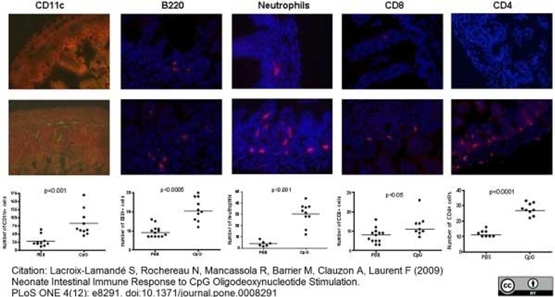 Rat anti Mouse CD45R antibody used for the enumeration of B cells in the intestinal mucosa