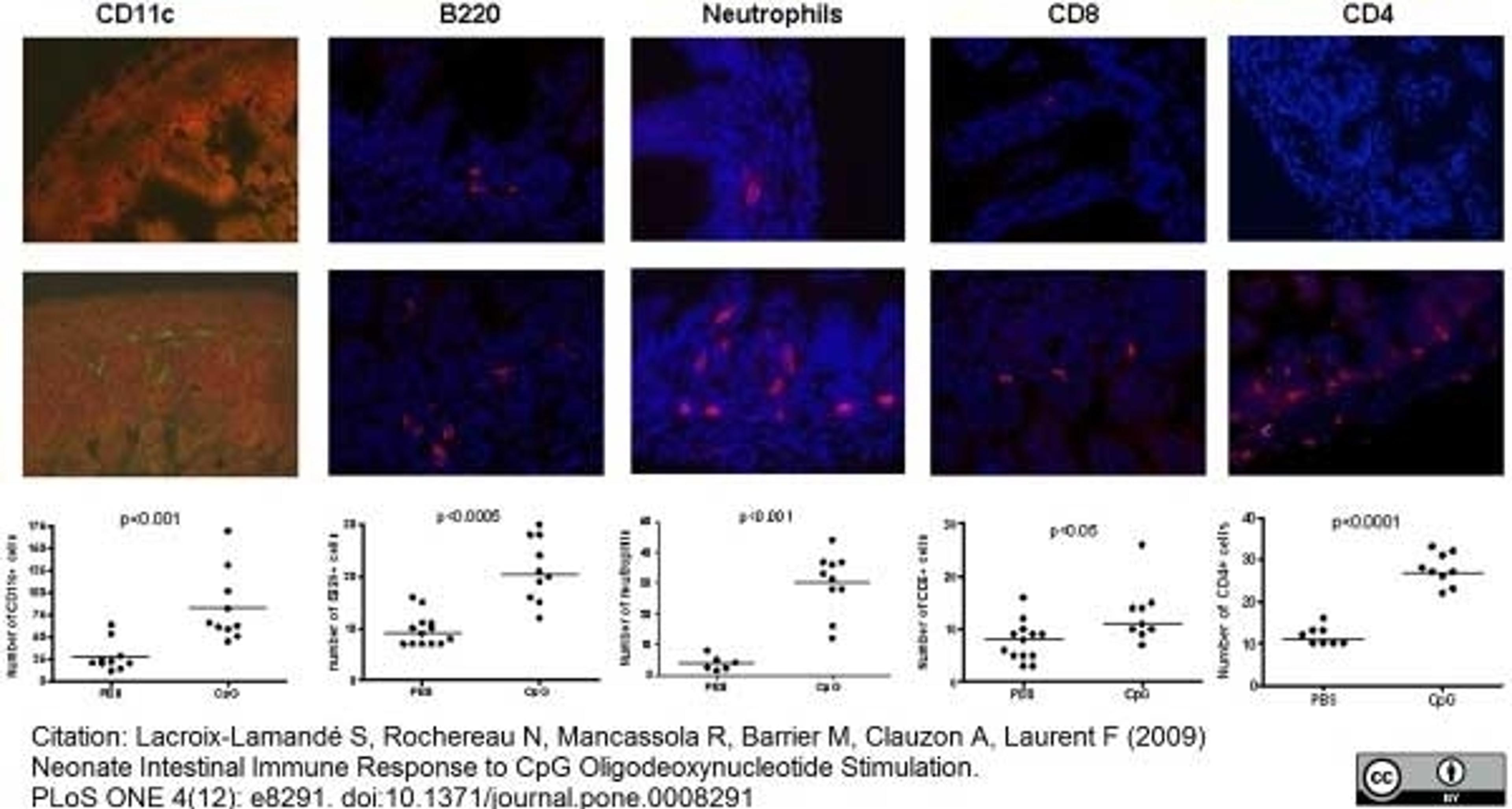 Rat anti Mouse CD45R antibody used for the enumeration of B cells in the intestinal mucosa