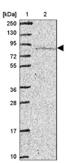 Western Blot: RAVER1 Antibody [NBP2-47313] - Lane 1: Marker [kDa] 250, 130, 95, 72, 55, 36, 28, 17, 10.  Lane 2: Human cell line RT-4