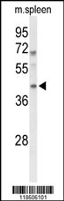 Western blot analysis of MAFA Antibody in mouse spleen tissue lysates (35ug/lane)