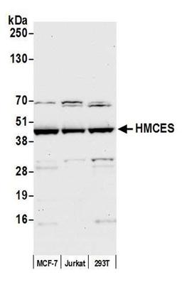 Detection of human HMCES by WB.