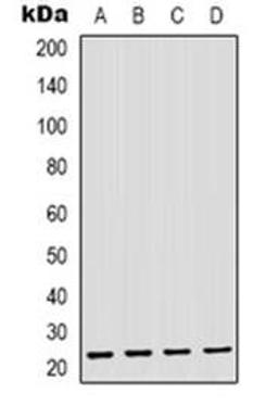 Western blot analysis of GAS3 expression in THP1 (Lane 1), MDAMB435 (Lane 2), mouse brain (Lane 3), mouse liver (Lane 4) whole cell lysates using PMP22 antibody