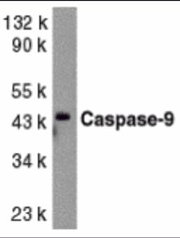 Western blot analysis of caspase-9 in HeLa whole cell lysate with caspase-9 antibody at 1:1000 dilution.