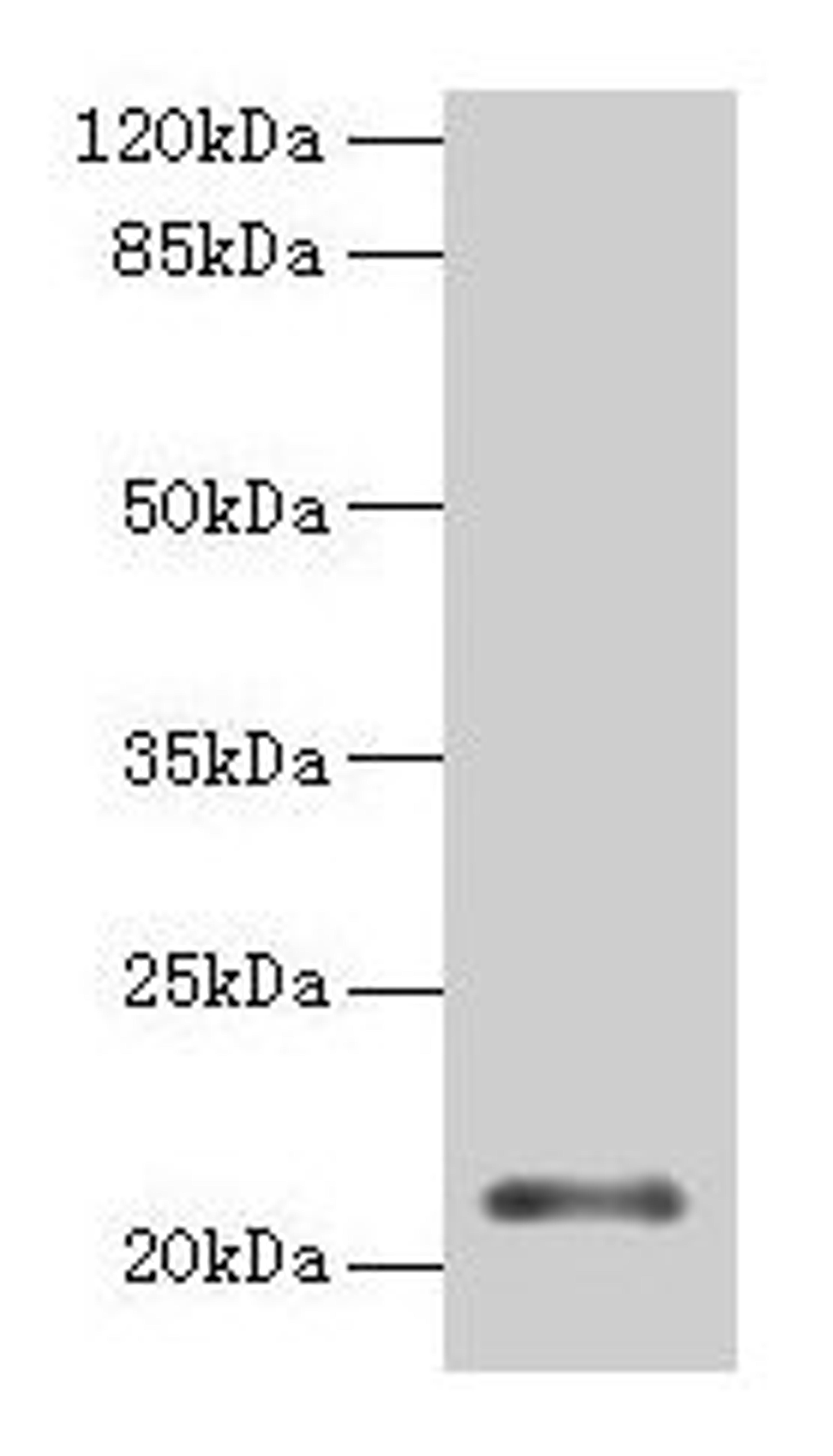 Western blot. All lanes: MOCS2 antibody at 2µg/ml + Jurkat whole cell lysate. Secondary. Goat polyclonal to rabbit IgG at 1/10000 dilution. Predicted band size: 21 kDa. Observed band size: 21 kDa
