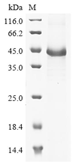 (Tris-Glycine gel) Discontinuous SDS-PAGE (reduced) with 5% enrichment gel and 15% separation gel.