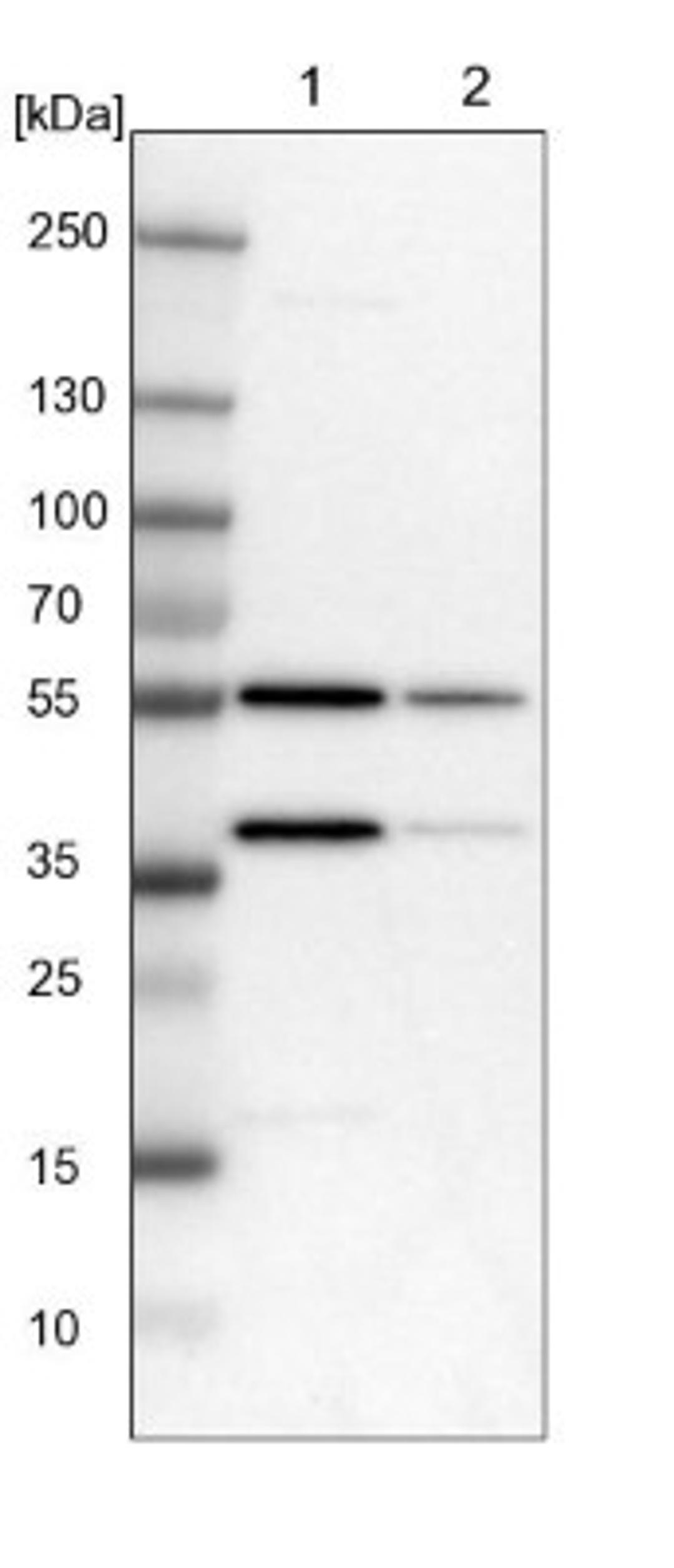 Western Blot: FAM110B Antibody [NBP1-86720] - Lane 1: NIH-3T3 cell lysate (Mouse embryonic fibroblast cells)<br/>Lane 2: NBT-II cell lysate (Rat Wistar bladder tumour cells)