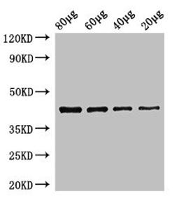 Western Blot. Positive WB detected in: Zebrafish tissue 80ug, 60ug, 40ug, 20ug. All lanes: egfra antibody at 3.5ug/ml. Secondary. Goat polyclonal to rabbit IgG at 1/50000 dilution. Predicted band size: 43 kDa. Observed band size: 43 kDa.