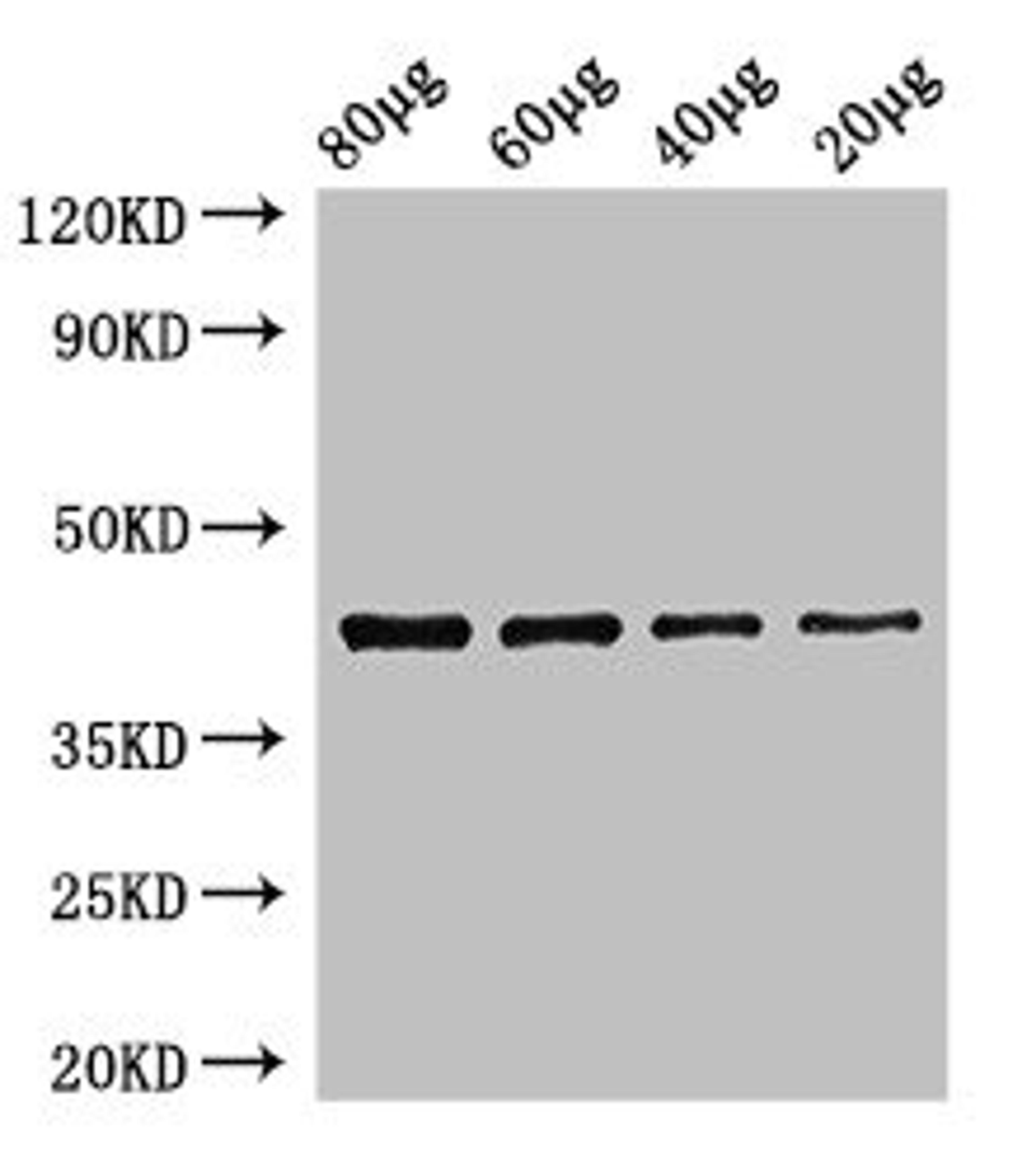 Western Blot. Positive WB detected in: Zebrafish tissue 80ug, 60ug, 40ug, 20ug. All lanes: egfra antibody at 3.5ug/ml. Secondary. Goat polyclonal to rabbit IgG at 1/50000 dilution. Predicted band size: 43 kDa. Observed band size: 43 kDa.