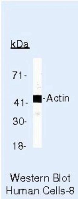 Actin Antibody (MA5-11869) in WB