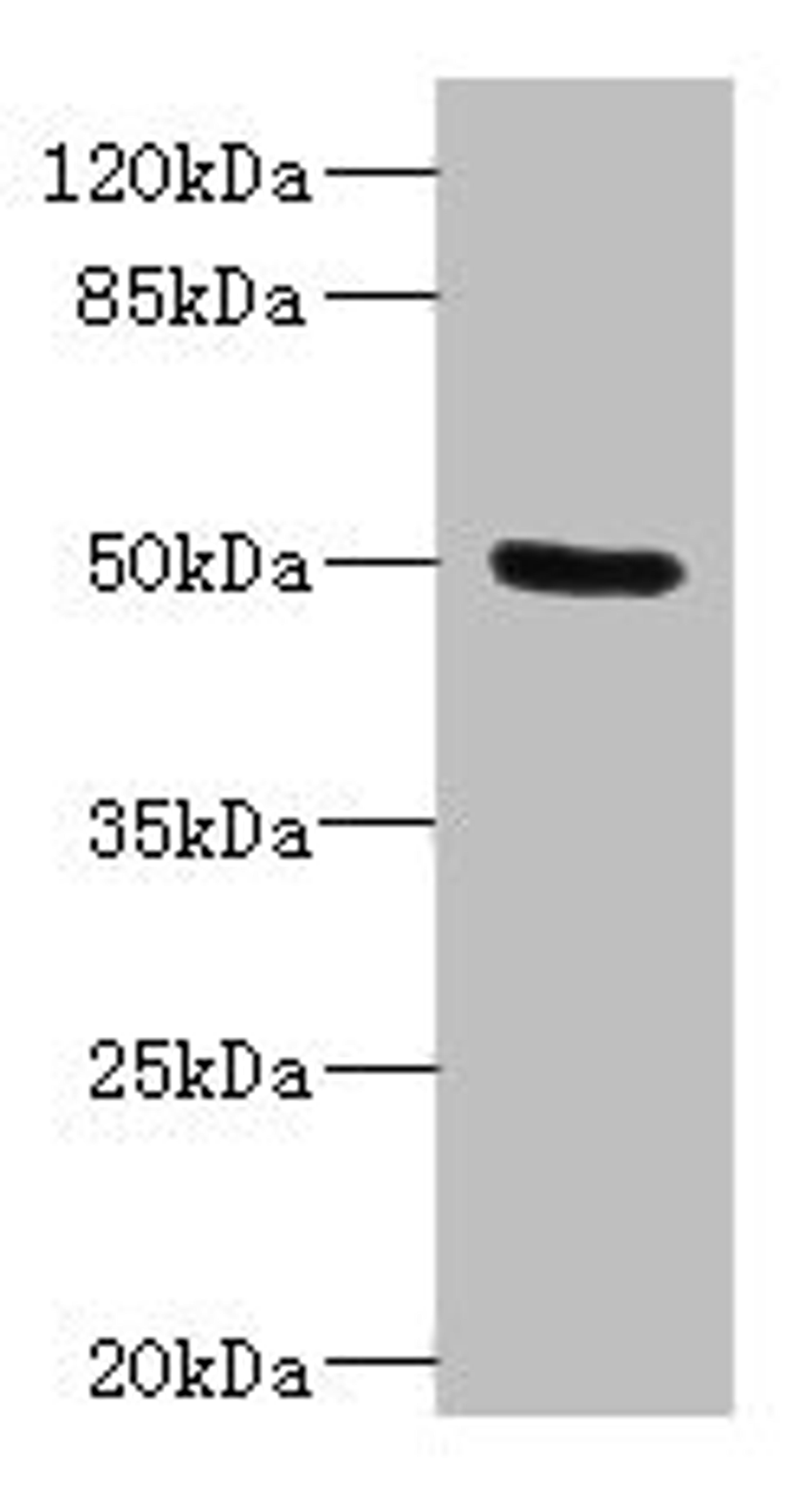 Western blot. All lanes: PTPN18 antibody IgG at 2.98ug/ml + Rat heart tissue. Secondary. Goat polyclonal to rabbit IgG at 1/10000 dilution. Predicted band size: 51, 39 kDa. Observed band size: 51 kDa. 