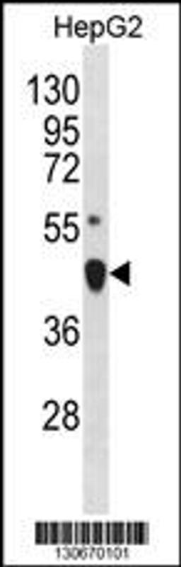 Western blot analysis in HepG2 cell line lysates (35ug/lane).