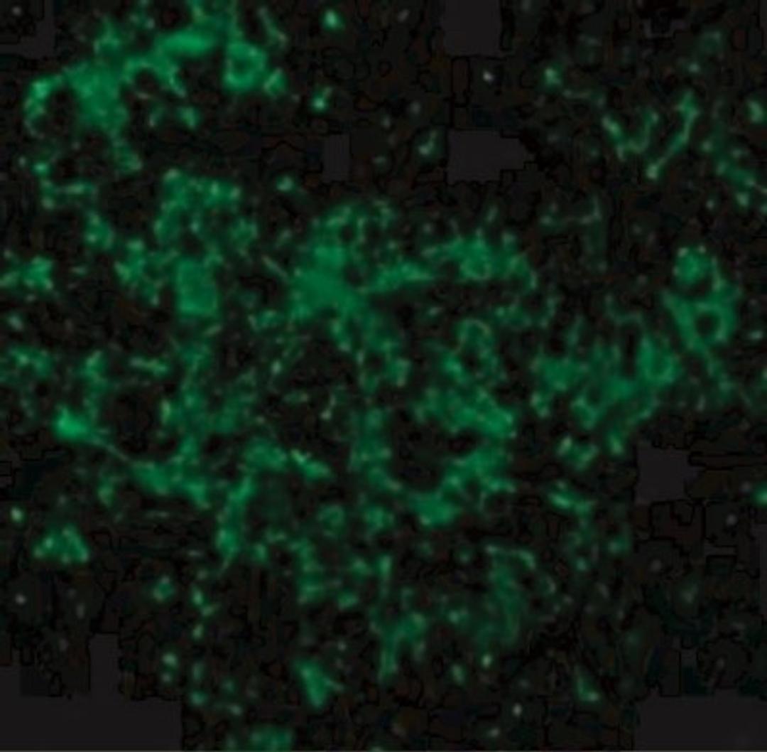 Immunocytochemistry/Immunofluorescence: UBE2N/Ubc13 Antibody [NBP1-76593] - Immunofluorescence of UBC13 in Mouse Thymus cells with UBC13 antibody at 10 ug/mL.