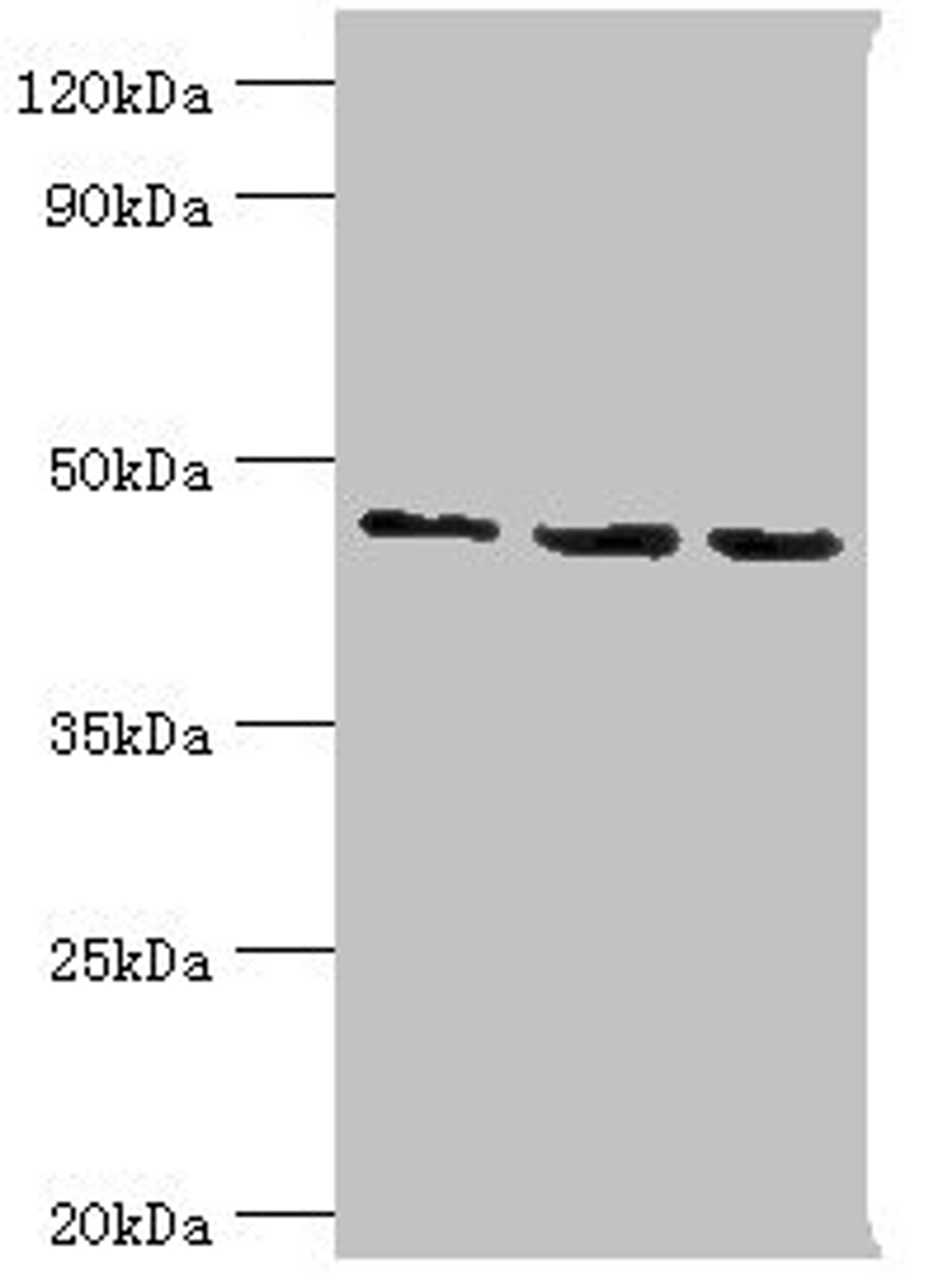 Western blot. All lanes: Histone-binding protein RBBP7 antibody at 10ug/ml. Lane 1: A431 whole cell lysate. Lane 2: NIH/3T3 whole cell lysate. Lane 3: HepG2 whole cell lysate. Secondary. Goat polyclonal to rabbit IgG at 1/10000 dilution. Predicted band size: 48, 53 kDa. Observed band size: 48 kDa. 