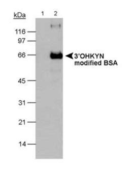 Western Blot: 3-OHKYN Antibody (P3UI) [NB100-597] - Detection of 3'OHKYN in modified BSA using NB 100-597. 10 second ECL exposure. Lane 1: BSA (-) Lane 2: BSA (+).