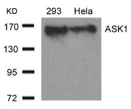 Western blot analysis of lysed extracts from 293 and HeLa cells using ASK1 (Ab-966).