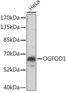 Western blot - OGFOD1 antibody (A16543)