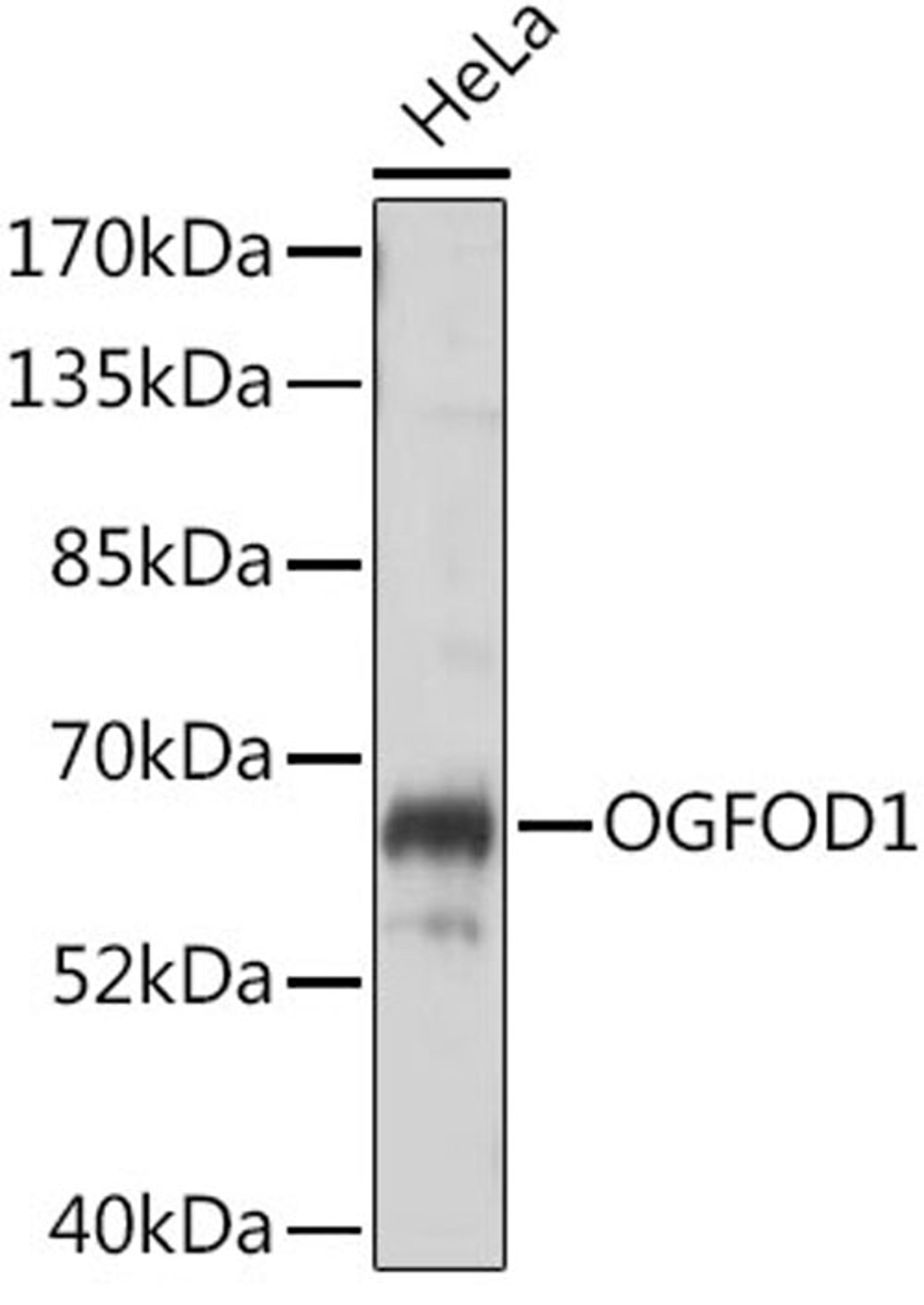 Western blot - OGFOD1 antibody (A16543)