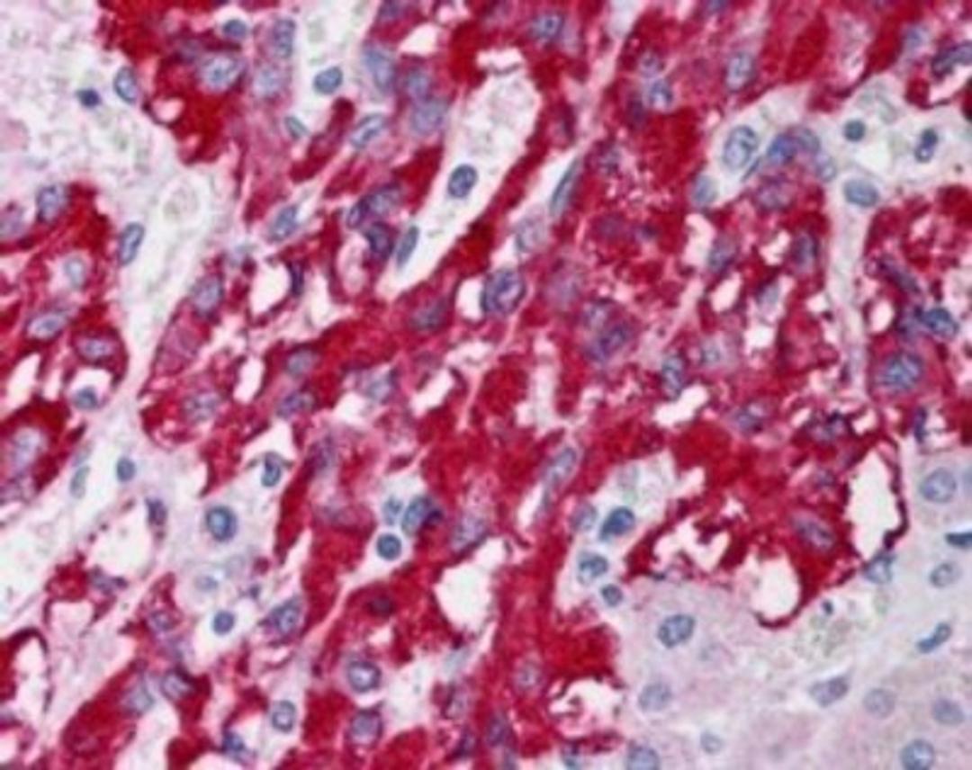 Immunohistochemistry-Paraffin: DLC1 (Isoform 1 and 3) Antibody [NB300-917] - DLC1 (Isoform 1 and 3) (5ug/ml) staining of paraffin embedded Human Adrenal Gland. Steamed antigen retrieval with citrate buffer pH 6, AP-staining.