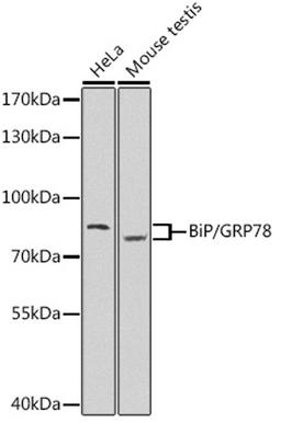 Western blot - BiP/GRP78 antibody (A11568)